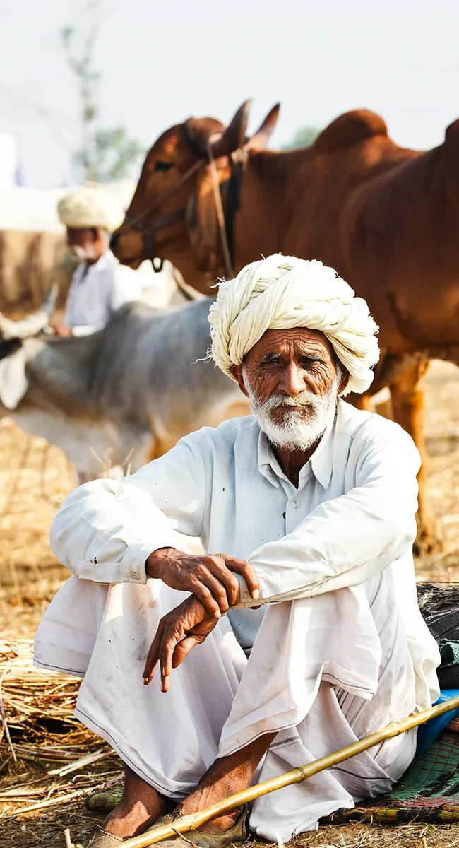 Ein alter Kuhhirte sitzt in Indien vor seiner Herde und trägt ein weißes Gewand mit weißem Kopftuch.