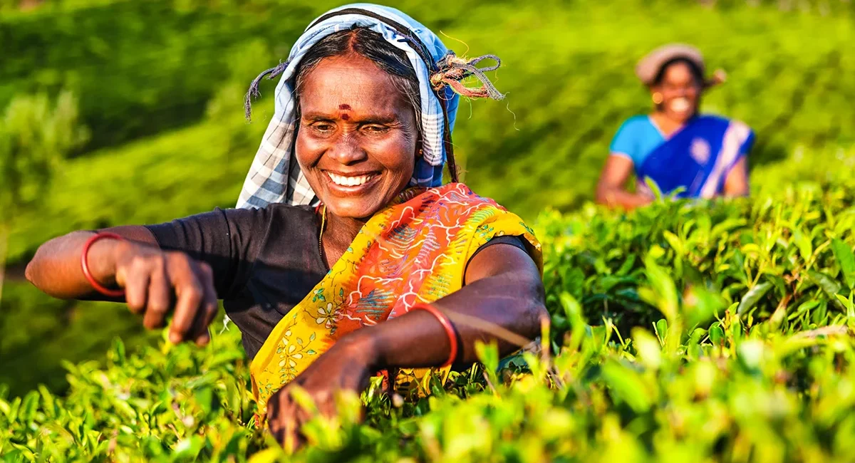 Indische Damen in traditioneller Kleidung bei der Teeernte auf einem grünen Feld.