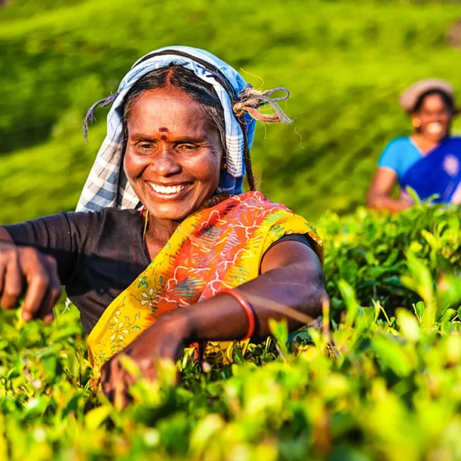 Indische Damen in traditioneller Kleidung bei der Teeernte auf einem grünen Feld.
