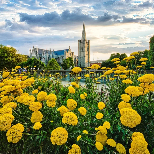 Der St. Patrick's Park mit gelben Blumen und der ikonischen St. Patrick's Cathedral im Hintergrund in Dublin, Irland.
