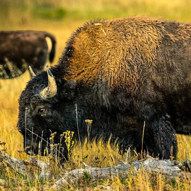 Eine Bisonherde auf einer Weide in Ostkanada.