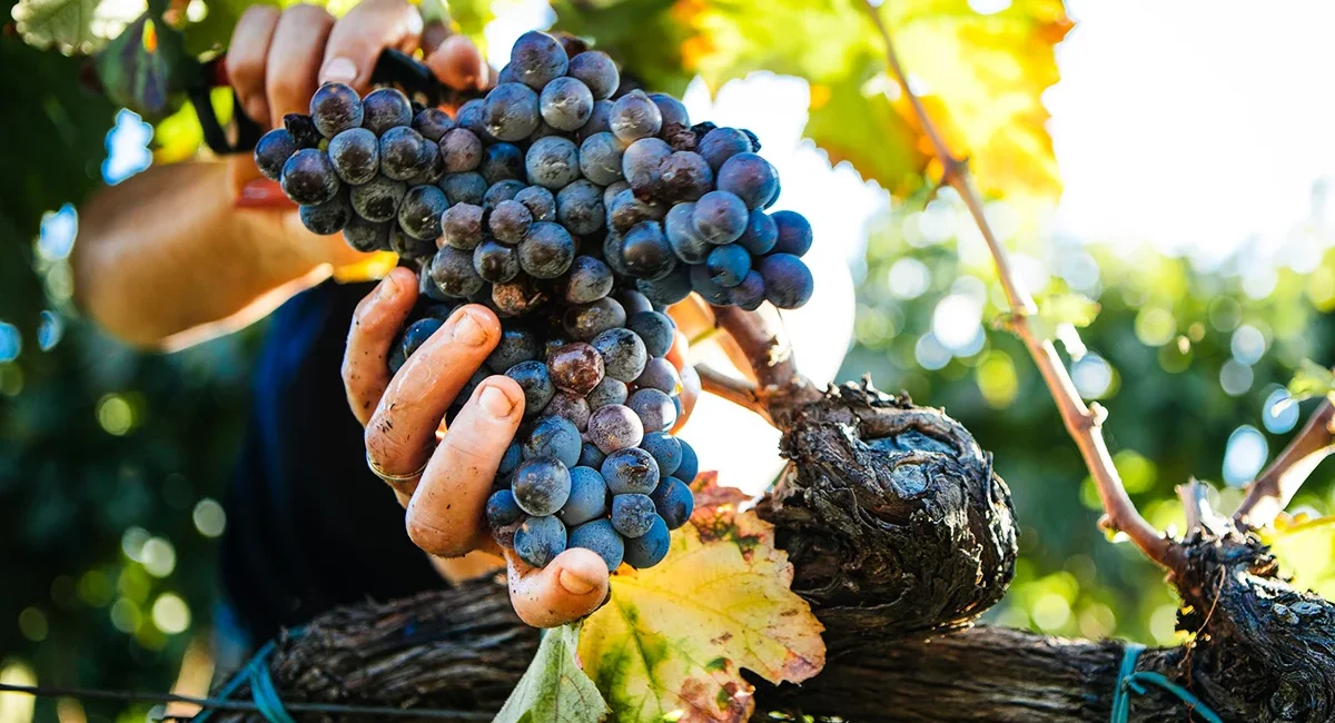 Eine Person erntet Trauben in den Weinbergen von Ostkanada.