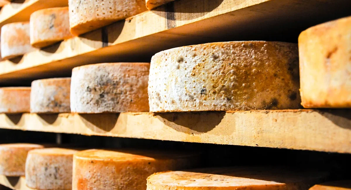 Laibe von Fontina Käse, die auf Holzregalen in einem Reifekeller gelagert werden.
