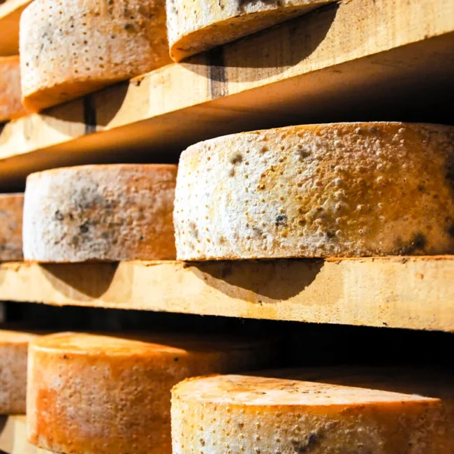 Laibe von Fontina Käse, die auf Holzregalen in einem Reifekeller gelagert werden.