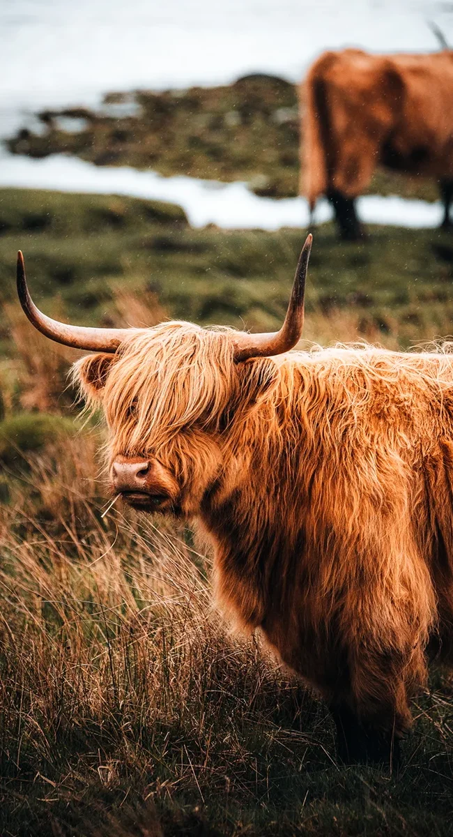 Ein Hochlandrind mit langem Fell steht in Schottland auf einer grünen Weide.
