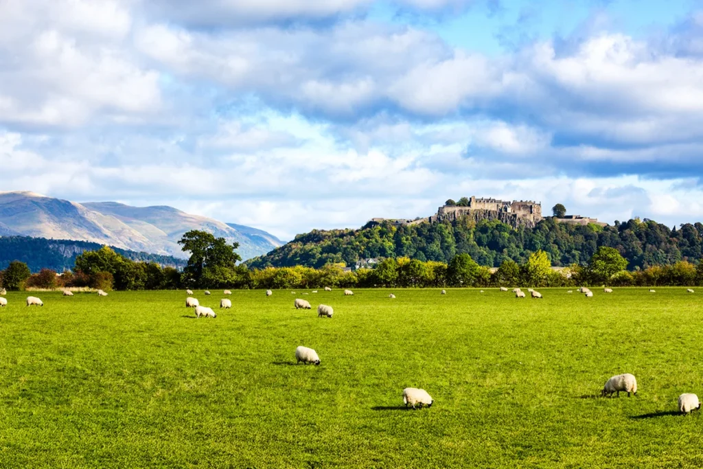 Das Stirling Castle in Schottland mit einer saftig grünen Schafweide im Vordergrund.