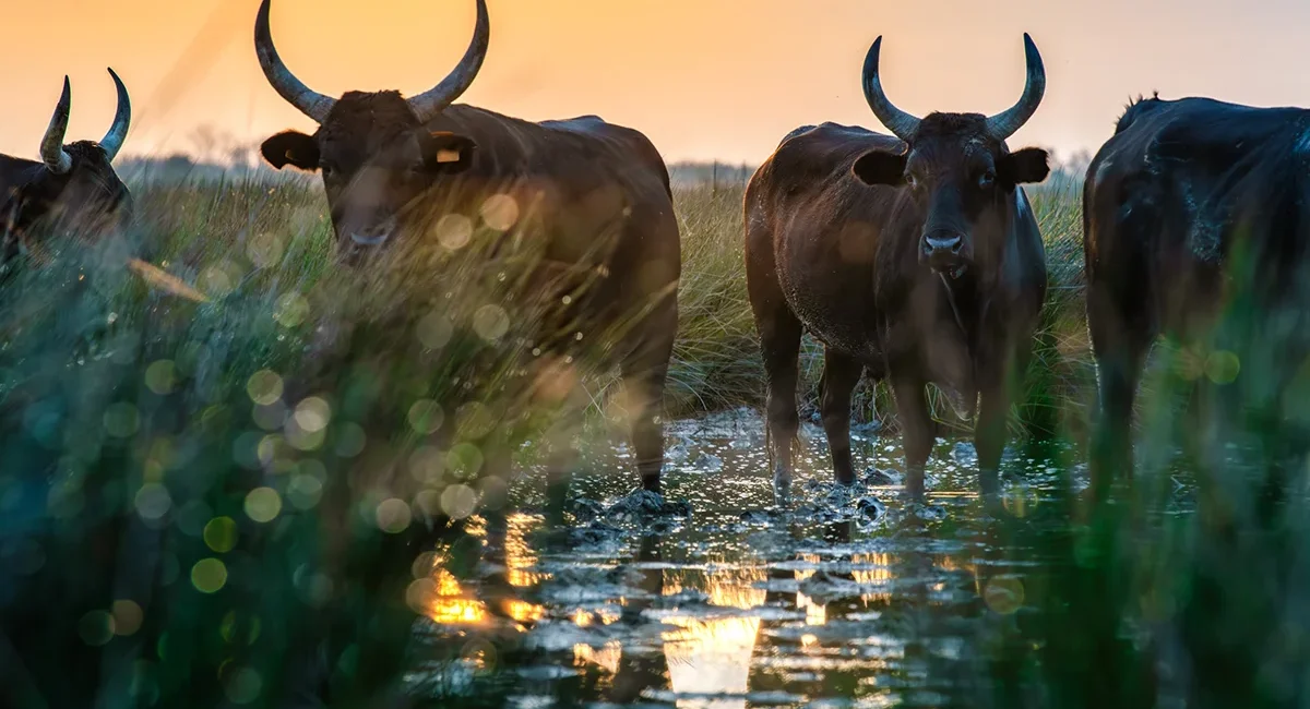 Eine Herde Stiere steht bei Sonnenuntergang auf einer nassen Weide in Südfrankreich.