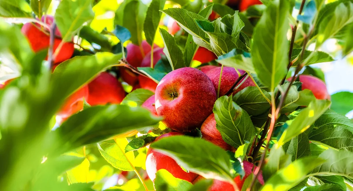 Reife rote Äpfel an einem Apfelbaum in Südtirol.