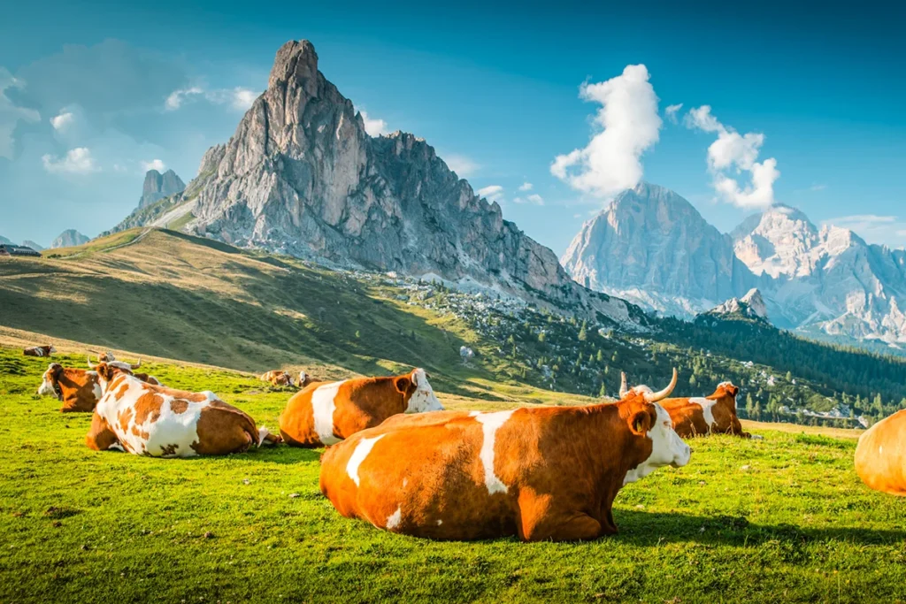 Eine Herde braun-weißer Kühe, die entspannt auf einer saftig grünen Almwiese vor der imposanten Felskulisse des Passo Giau in den Dolomiten rasten.