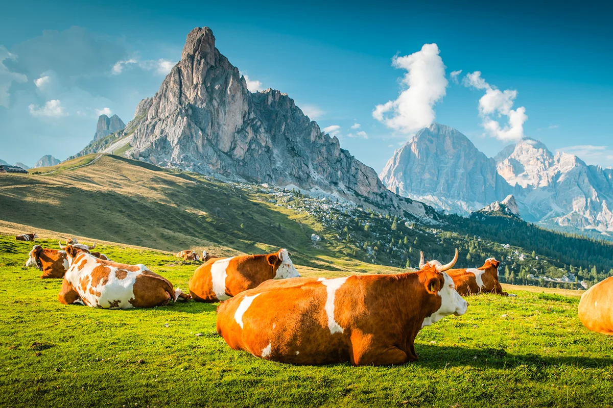 Eine Herde braun-weißer Kühe, die entspannt auf einer saftig grünen Almwiese vor der imposanten Felskulisse des Passo Giau in den Dolomiten rasten.