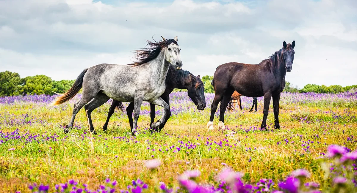 Mehrere Andalusier-Pferde stehen auf einer Weide in Andalusien. Auf der Wiese wachsen lila Blumen zwischen dem Gras.
