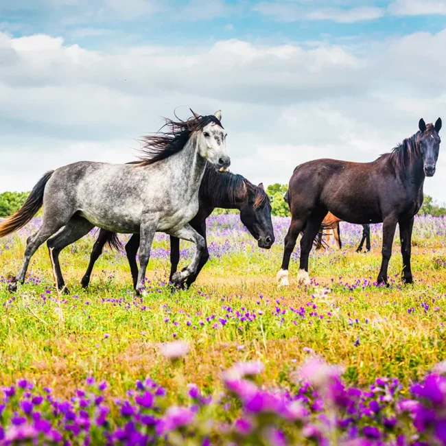 Mehrere Andalusier-Pferde stehen auf einer Weide in Andalusien. Auf der Wiese wachsen lila Blumen zwischen dem Gras.