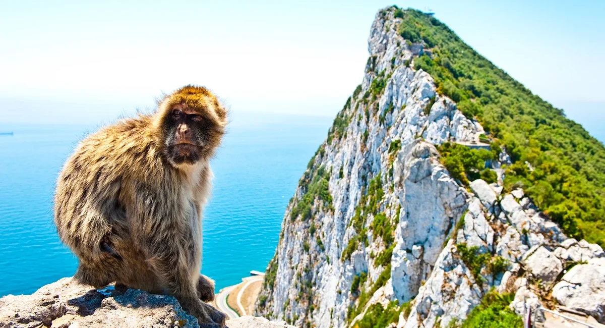 Ein Berberaffe sitzt auf dem Felsen von Gibraltar mit Blick auf das Meer im Hintergrund.
