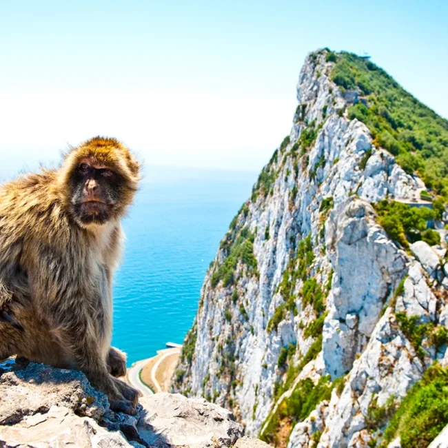 Ein Berberaffe sitzt auf dem Felsen von Gibraltar mit Blick auf das Meer im Hintergrund.