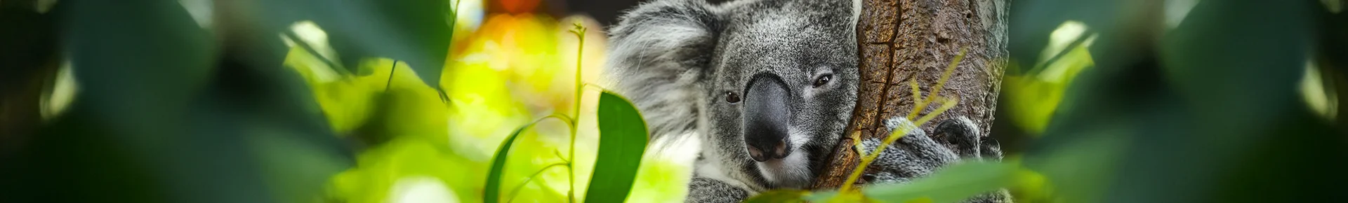 Ein Koala sitzt in einem Eukalyptusbaum und klammert sich an einen Ast. Zwischen grünen Blättern ruht das graue Tier hoch oben im Baum