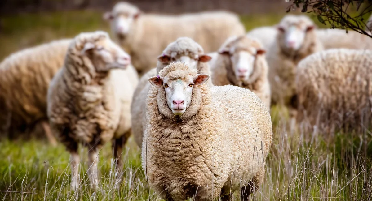 Mehrere Schafe stehen und grasen auf einer grünen Wiese in Australien. Die Tiere verteilen sich über die weite Weide in einer offenen, ländlichen Landschaft