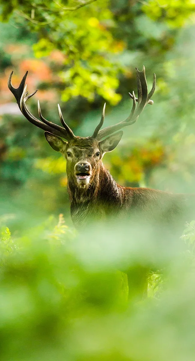 Hirsch steht in der Natur in einem Waldgebiet im Baltikum