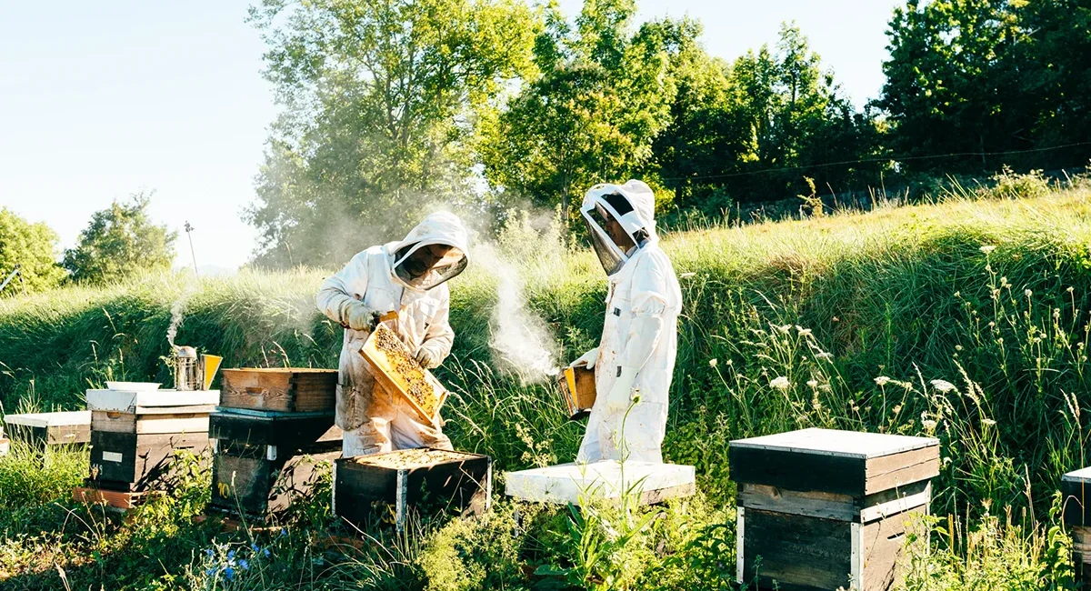 Zwei Imker arbeiten an Bienenkästen auf einer Imkerei im Baltikum