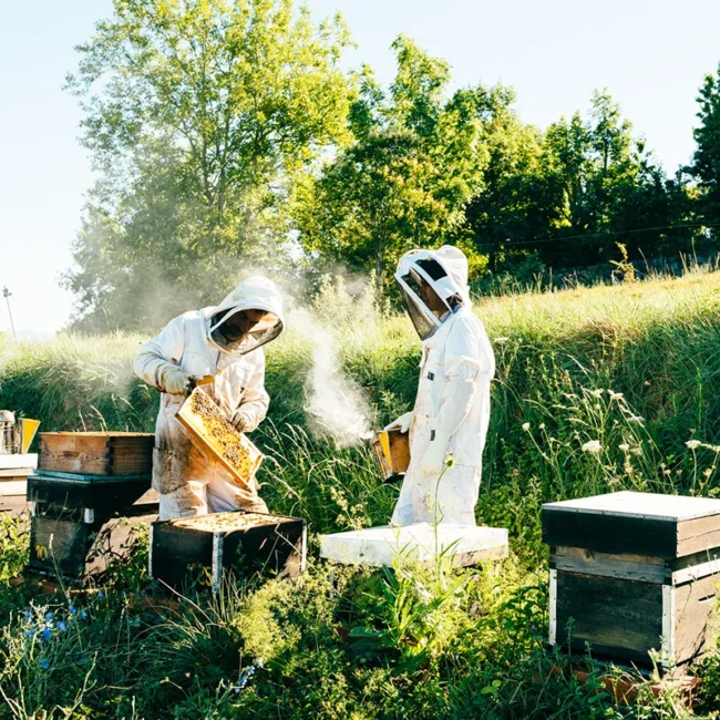 Zwei Imker arbeiten an Bienenkästen auf einer Imkerei im Baltikum