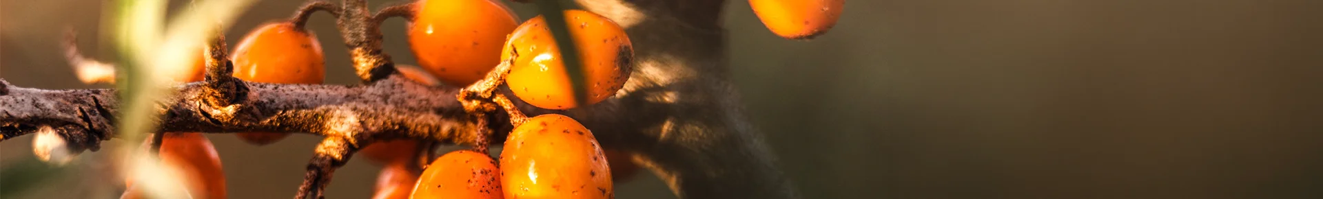 Leuchtend orange Sanddornbeeren an einem Strauch im Baltikum