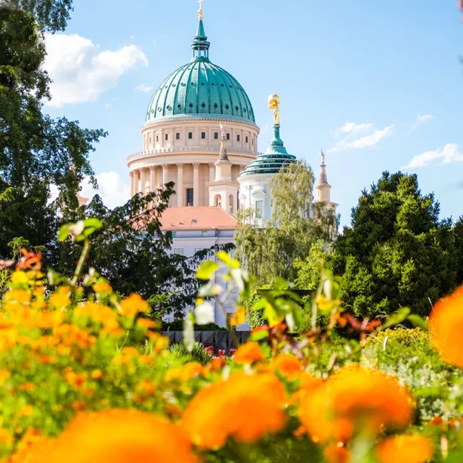 Die markante, hellblaue Kuppel der Potsdamer Nikolaikirche, die hinter einem farbenfrohen Meer aus orangefarbenen Blumen und grünen Bäumen aufragt.