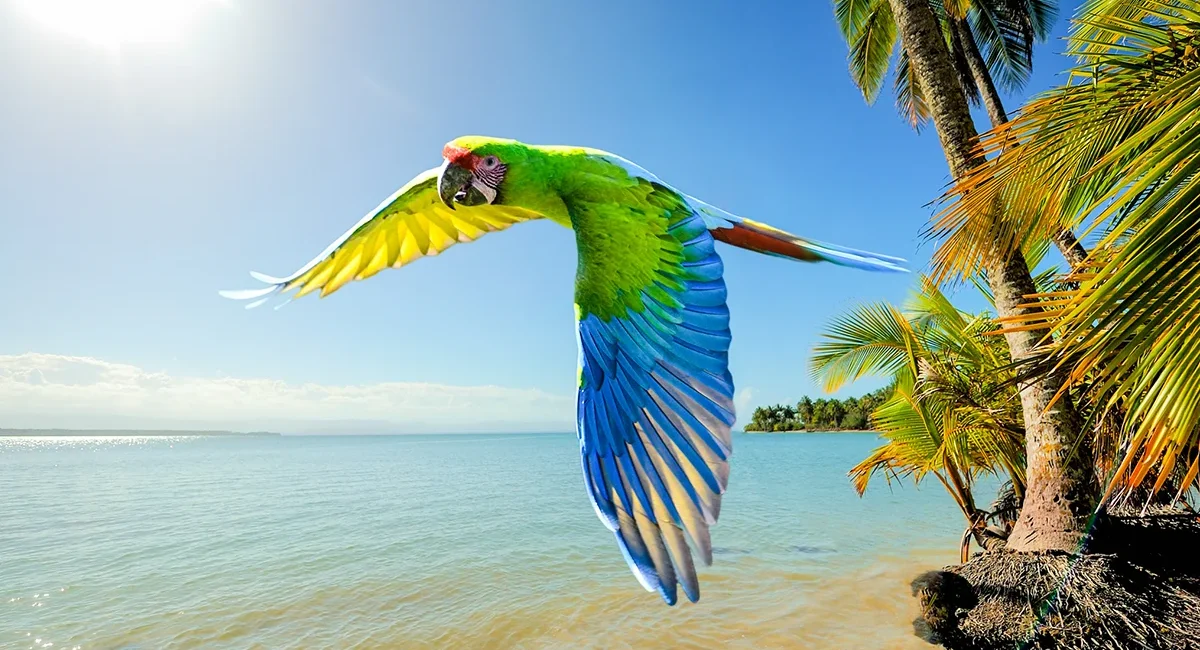 Ein bunter Ara-Papagei fliegt mit ausgebreiteten Flügeln über einen Strand in Costa Rica. Im Hintergrund sind das Meer und die tropische Küstenlandschaft zu sehen.
