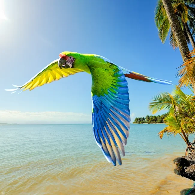 Ein bunter Ara-Papagei fliegt mit ausgebreiteten Flügeln über einen Strand in Costa Rica. Im Hintergrund sind das Meer und die tropische Küstenlandschaft zu sehen.