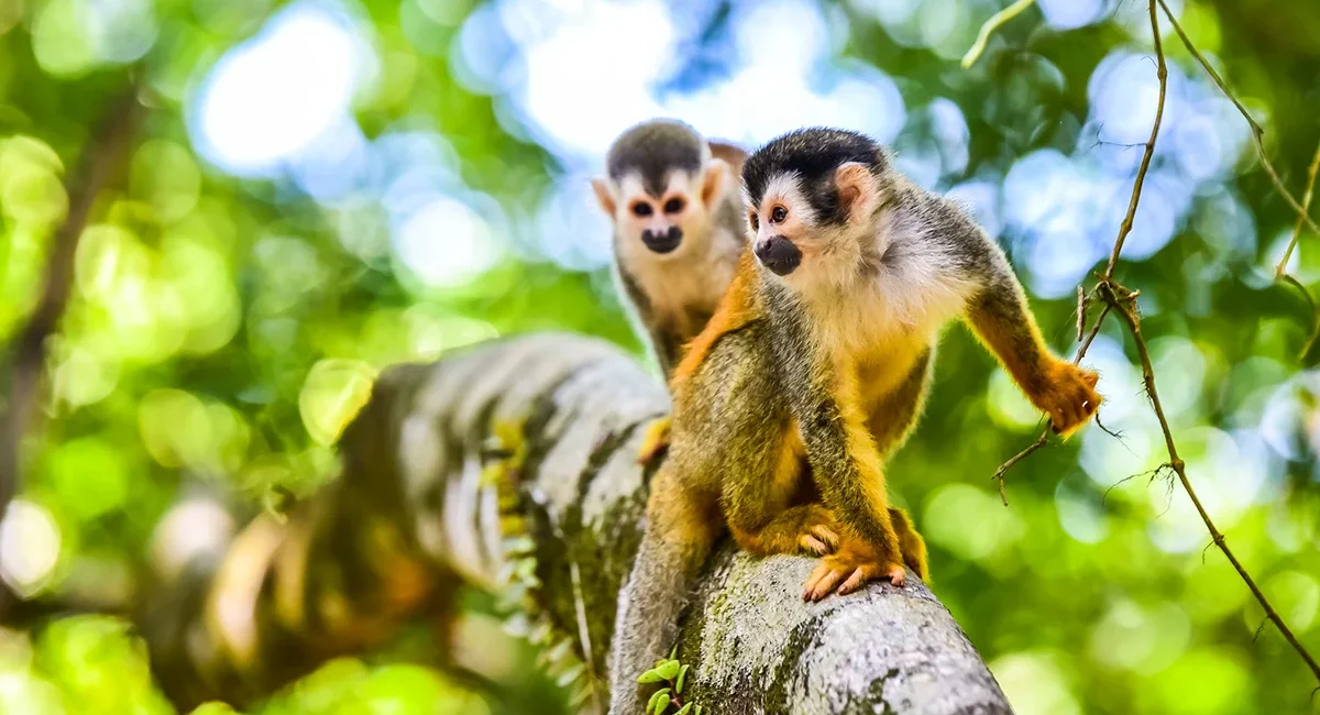 Zwei Totenkopfaffen sitzen nebeneinander auf einem Ast in einem Baum im Regenwald von Costa Rica und schauen aufmerksam in ihre Umgebung.