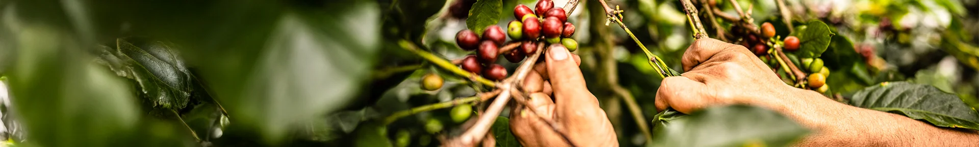 Eine Person erntet reife, rote Kaffeekirschen auf einer Kaffeeplantage in Costa Rica. Die Früchte werden von den Zweigen gepflückt und in einen Korb gesammelt.
