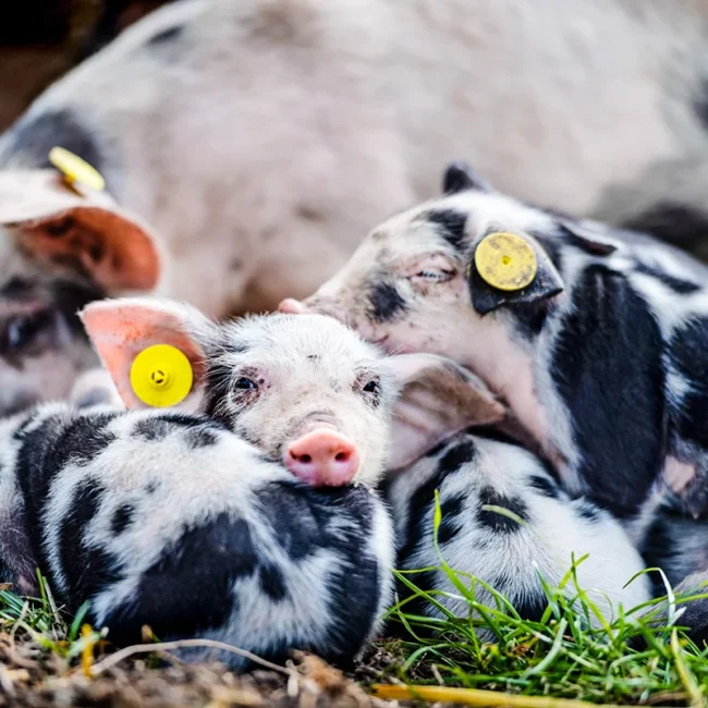 Eine schwarz gefleckte Muttersau liegt auf einer grünen Wiese, neben ihr ruhen vier kleine Ferkel. Die Ferkel haben ebenfalls schwarze Flecken und liegen dicht bei ihrer Mutter im Gras.