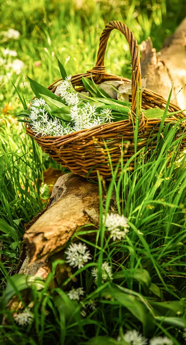 Ein Korb mit frisch gesammelten Bärlauch und seinen charakteristischen weißen Blüten auf einer grünen Wiese in Hohenlohe.