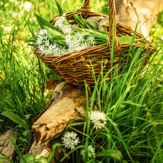 Ein Korb mit frisch gesammelten Bärlauch und seinen charakteristischen weißen Blüten auf einer grünen Wiese in Hohenlohe.
