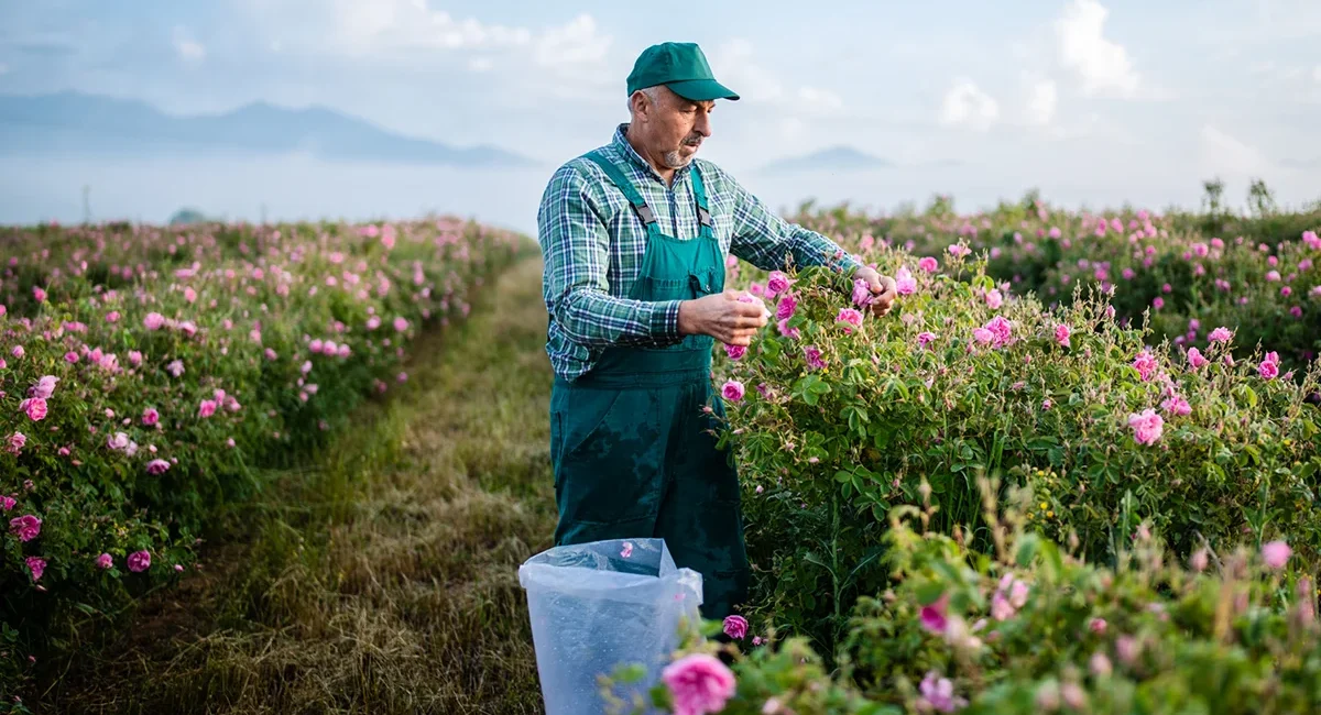 Ein Bauer bei der Ernte von Rosen auf einem großen Feld in Kärnten, Österreich.