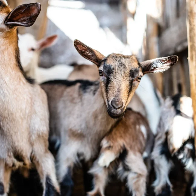 Eine Gruppe von kleinen Ziegen in einem rustikalen Holzverschlag in der österreichischen Region Kärnten.