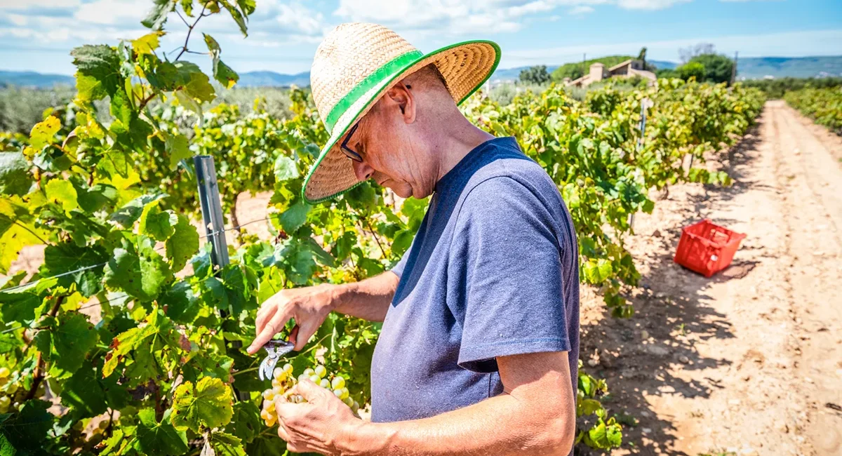 Ein Bauer mit Strohhut erntet Trauben in einem Weinberg in Katalonien. Er pflückt die Trauben von den Reben.
