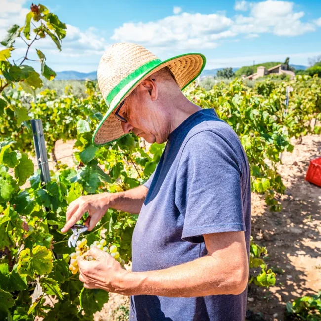 Ein Bauer mit Strohhut erntet Trauben in einem Weinberg in Katalonien. Er pflückt die Trauben von den Reben.