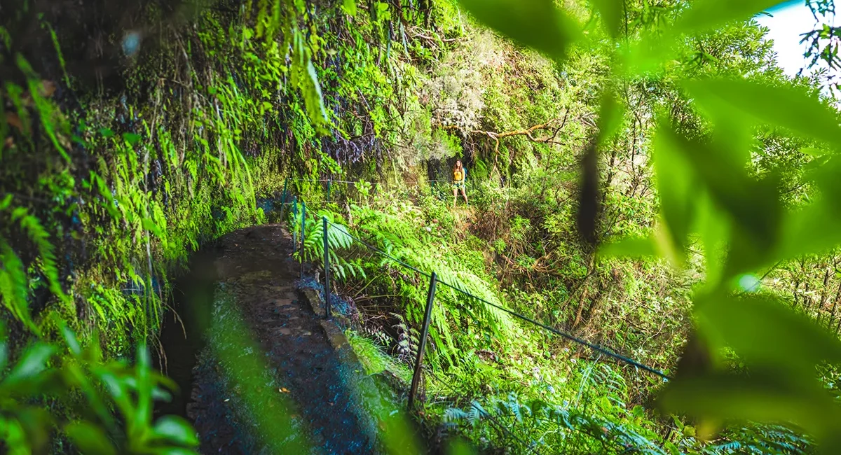 Eine Levada-Wanderung auf Madeira führt entlang eines schmalen Wasserkanals durch dichte grüne Vegetation.