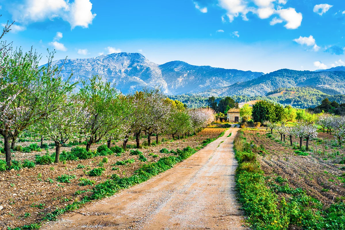 Ein Garten einer Finca auf Mallorca mit landwirtschaftlichen Pflanzen und Bäumen in ländlicher Umgebung.