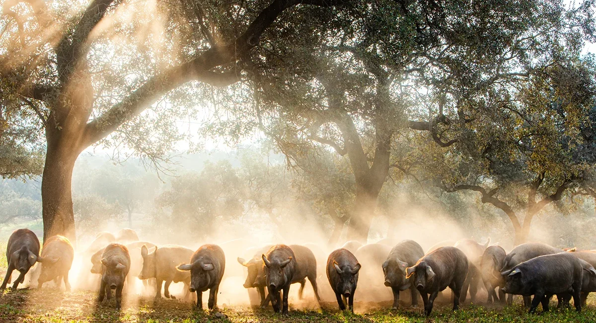Schwarze Schweine der mallorquinischen Rasse Porc Negre stehen auf einer Weide auf Mallorca.