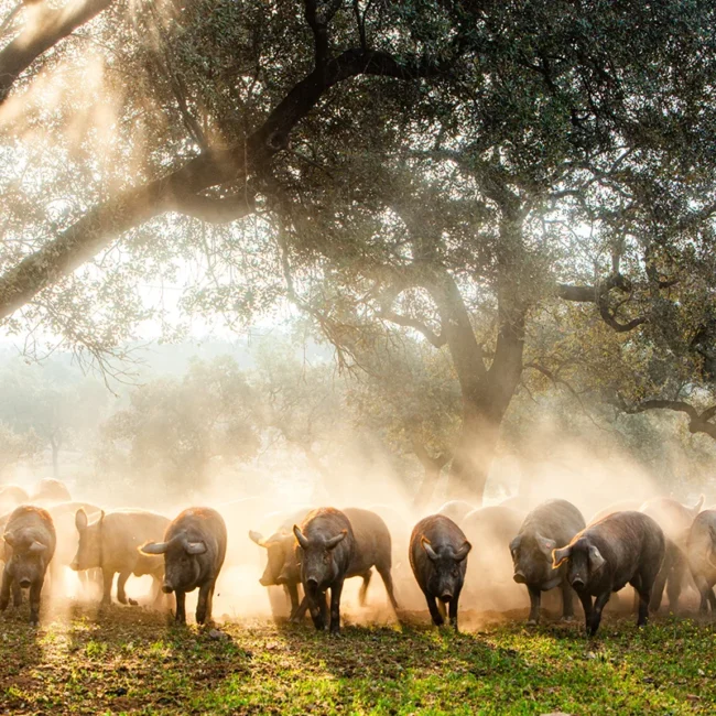 Schwarze Schweine der mallorquinischen Rasse Porc Negre stehen auf einer Weide auf Mallorca.