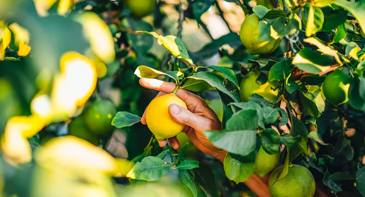 Zitronen werden auf Mallorca von einem Zitronenbaum geerntet. Die gelben Früchte hängen zwischen grünen Blättern.