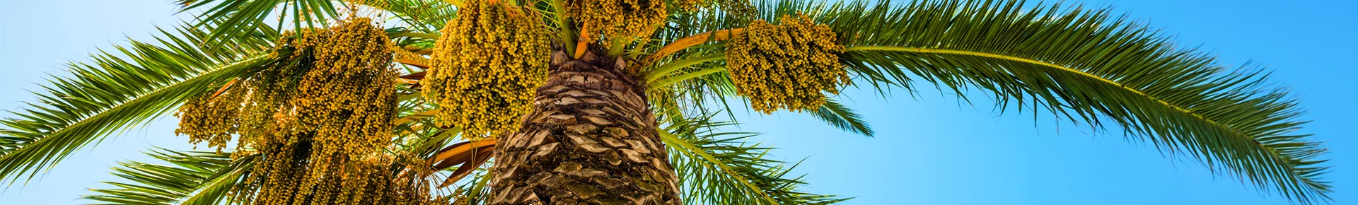 Eine Dattelpalme wächst in der trockenen Landschaft Marokkos. Unter den Palmwedeln hängen reife Datteln in dichten Trauben.