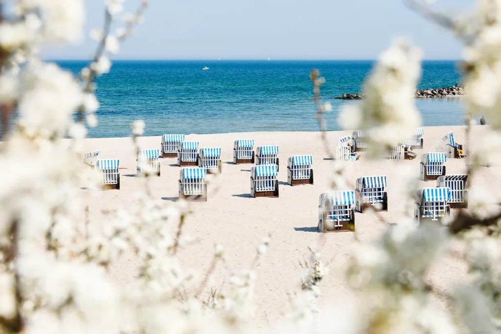 Strand in Kühlungsborn mit Strandkörben im Hintergrund und unscharfen weißen Blüten im Vordergrund