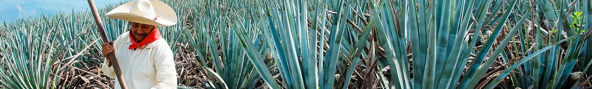 Ein Arbeiter erntet Agaven auf einem Feld in Mexiko. Mit einem Werkzeug schneidet er die Blätter der Pflanze ab, um den Kern der Agave freizulegen.