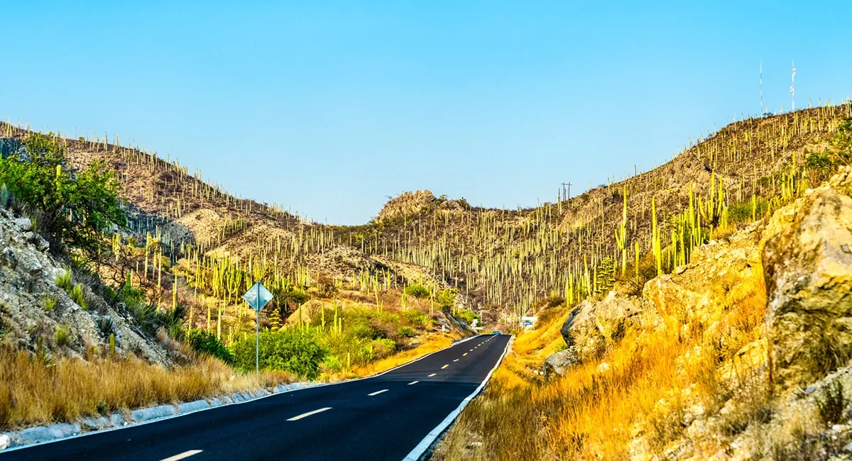 Eine Straße führt durch einen Kakteenwald in der Region Tehuacán in Mexiko. Hohe Säulenkakteen wachsen dicht in der trockenen, steinigen Landschaft.