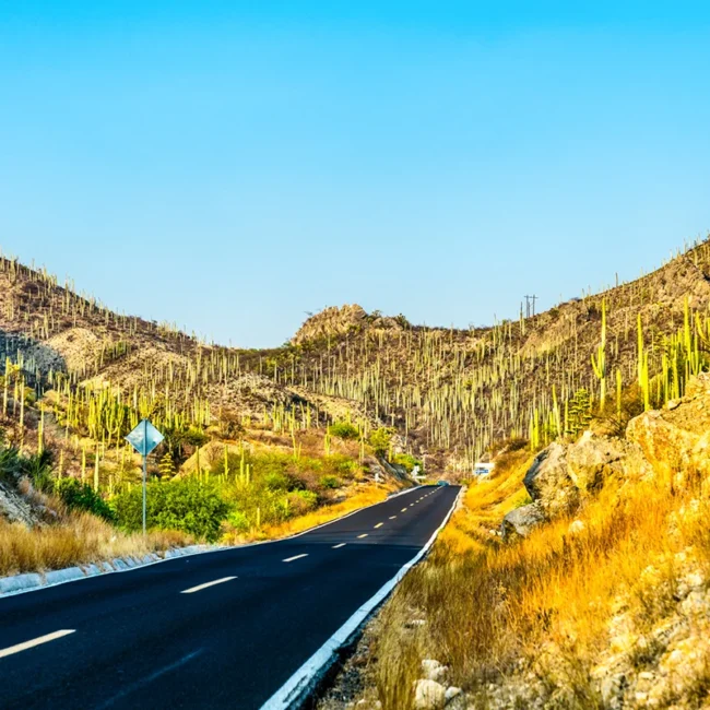Eine Straße führt durch einen Kakteenwald in der Region Tehuacán in Mexiko. Hohe Säulenkakteen wachsen dicht in der trockenen, steinigen Landschaft.