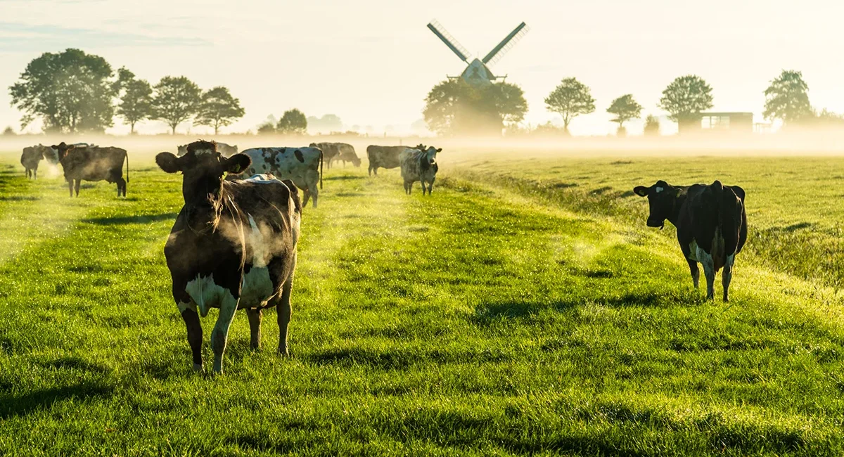 Eine flache Polderlandschaft in den Niederlanden mit grünen Wiesen. Kühe grasen auf der Weide, während im Hintergrund eine Windmühle steht.