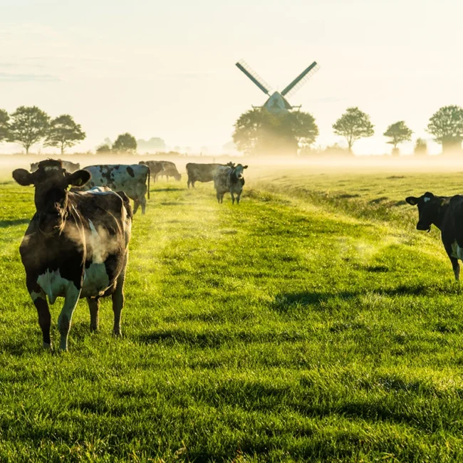 Eine flache Polderlandschaft in den Niederlanden mit grünen Wiesen. Kühe grasen auf der Weide, während im Hintergrund eine Windmühle steht.