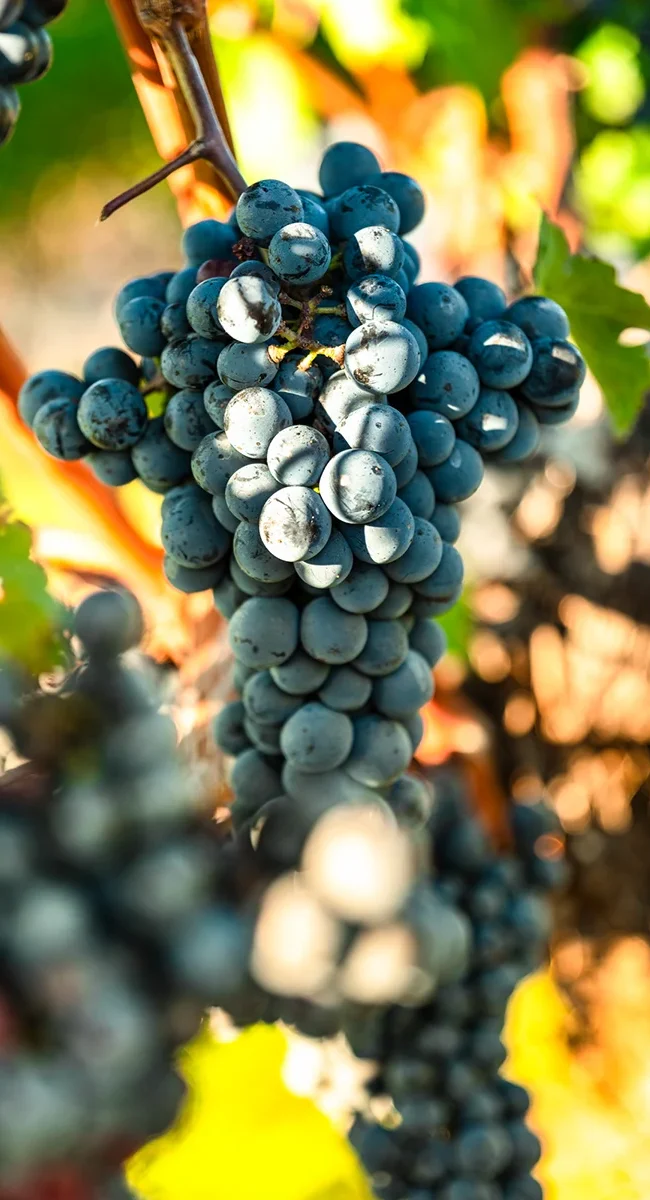 Dunkelblaue Weintrauben hängen reif an einer Rebe in einem Weinberg in Nordpolen. Die Trauben wachsen in dichten Trauben zwischen grünen Blättern.