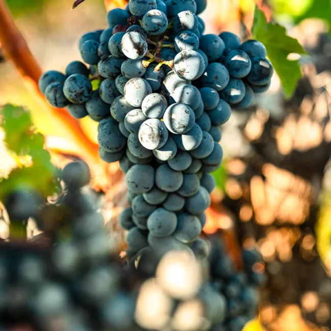 Dunkelblaue Weintrauben hängen reif an einer Rebe in einem Weinberg in Nordpolen. Die Trauben wachsen in dichten Trauben zwischen grünen Blättern.